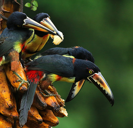 Collared aracari