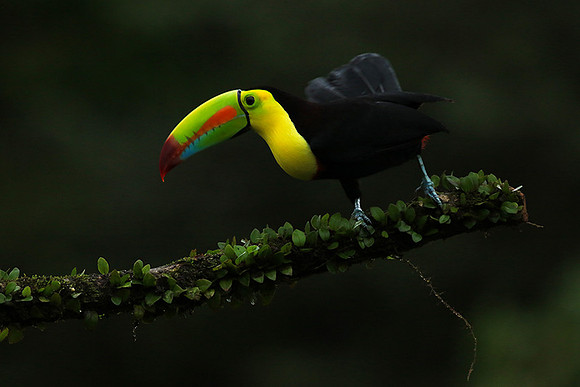 Kell-billed toucan