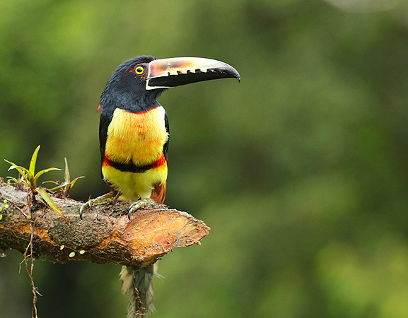 Collared aracari
