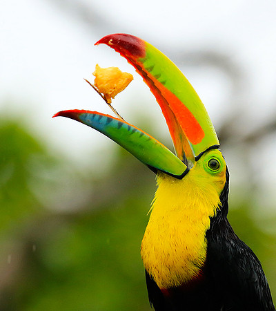 Kell-billed toucan