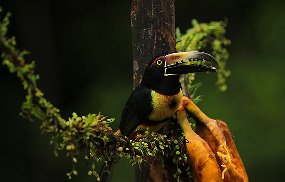 Collared aracari