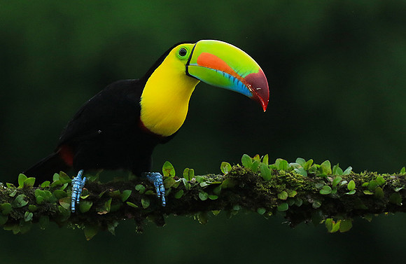 Kell-billed toucan