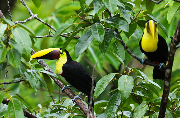 Black-mandibled toucan
