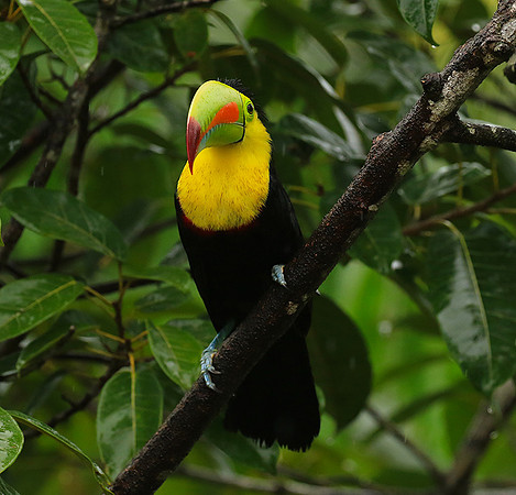 Kell-billed toucan