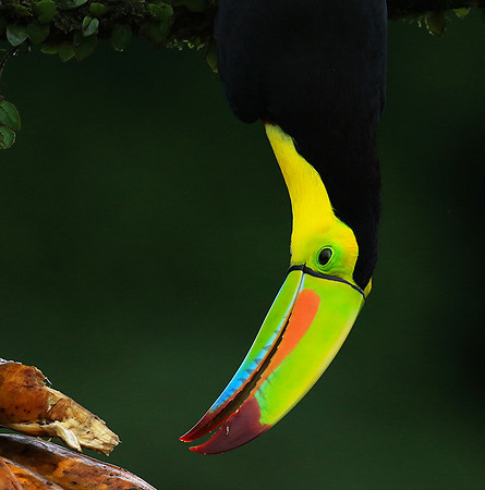 Kell-billed toucan