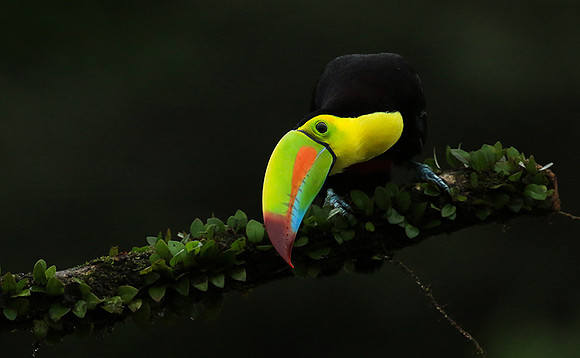 Kell-billed toucan