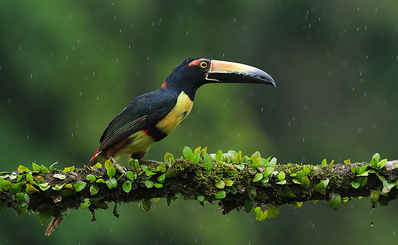Collared aracari