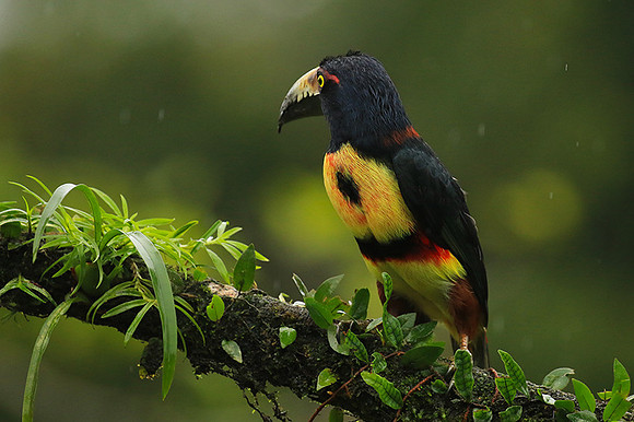 Collared aracari