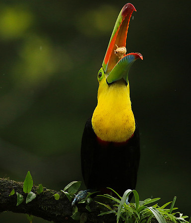 Kell-billed toucan