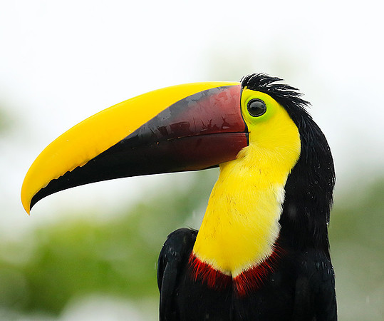 Black-mandibled toucan