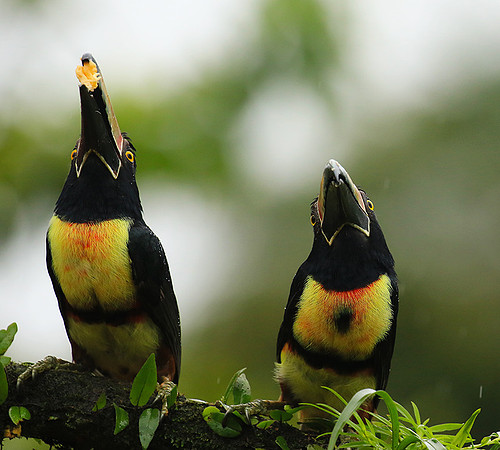 Collared aracari