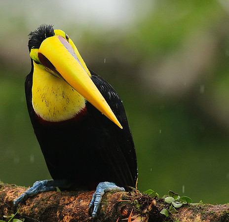 Black mandibled toucan