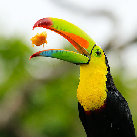 Kell-billed toucan