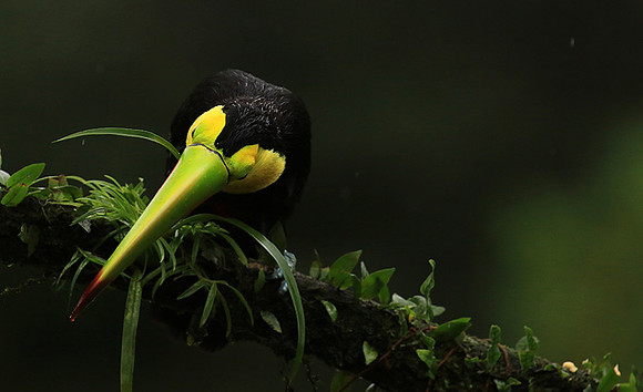 Keel-billed toucan