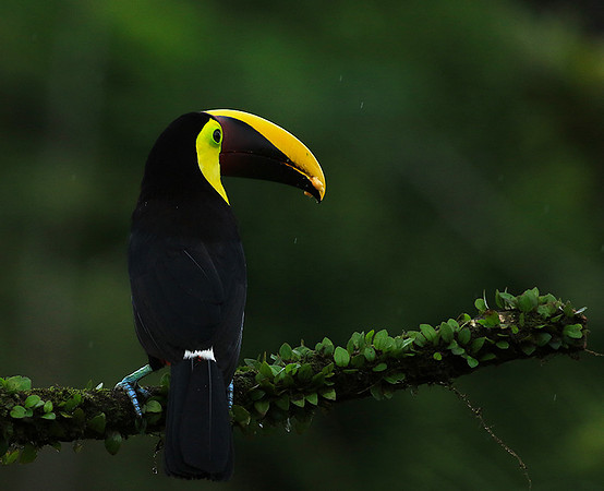 Black mandibled toucan