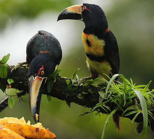 Collared aracari