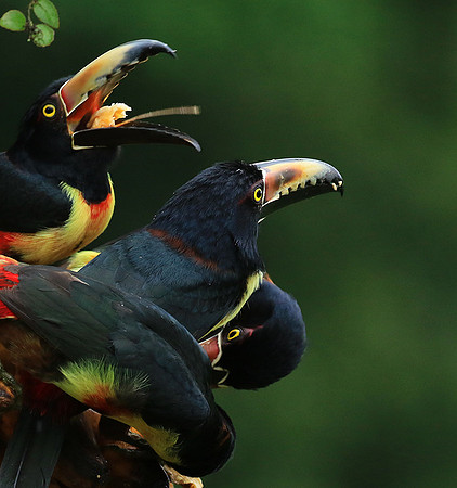 Collared aracari