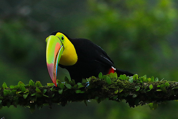 Kell-billed toucan