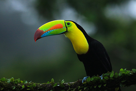 Kell-billed toucan