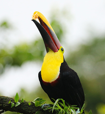 Black-mandibled toucan