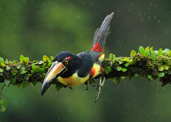 Collared aracari