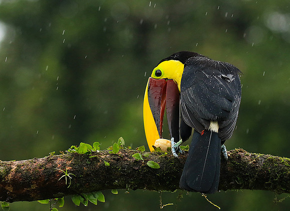 Black mandibled toucan