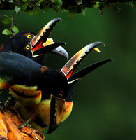 Collared aracari