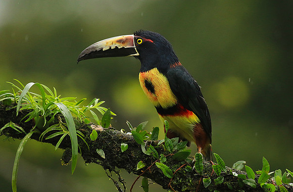 Collared aracari