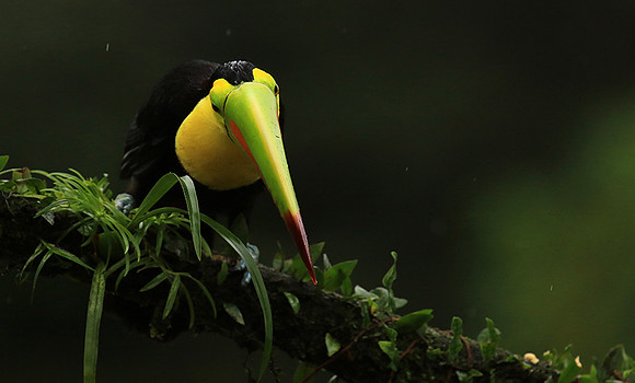 Keel-billed toucan
