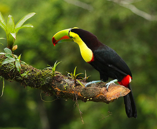 Kell-billed toucan