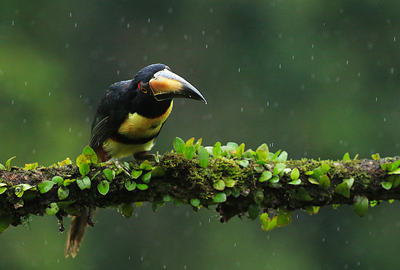 Collared aracari