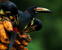 Collared aracari