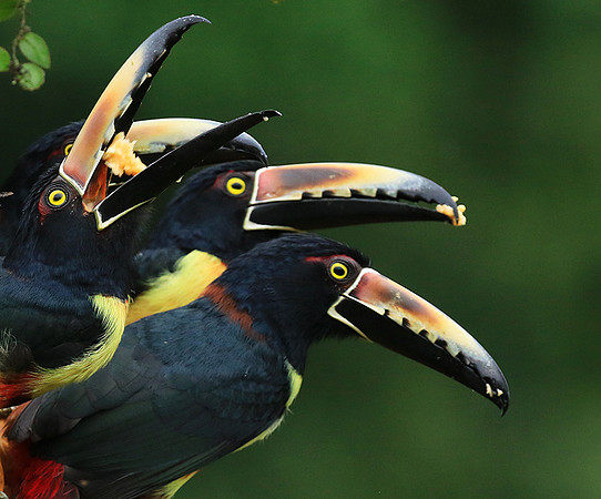 Collared aracari