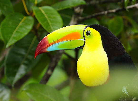 Kell-billed toucan