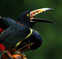 Collared aracari