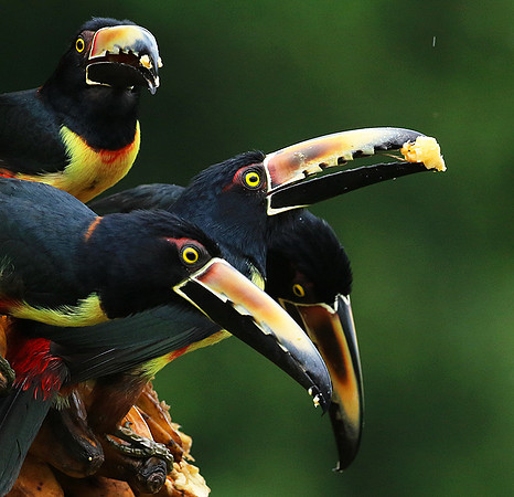 Collared aracari