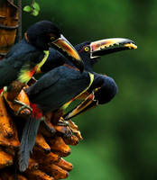 Collared aracari