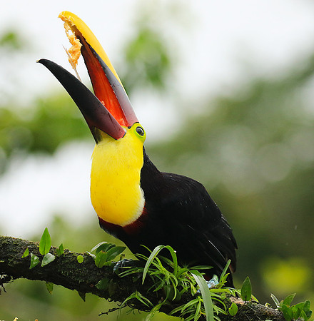 Black-mandibled toucan