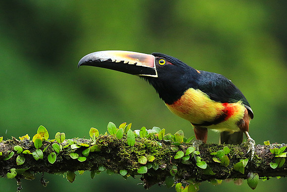 Collared aracari