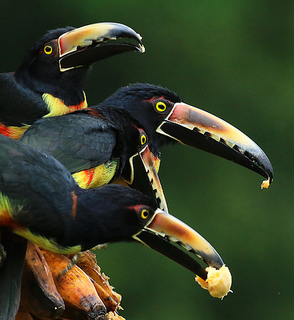 Collared aracari