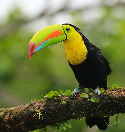 Kell-billed toucan