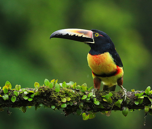 Collared aracari