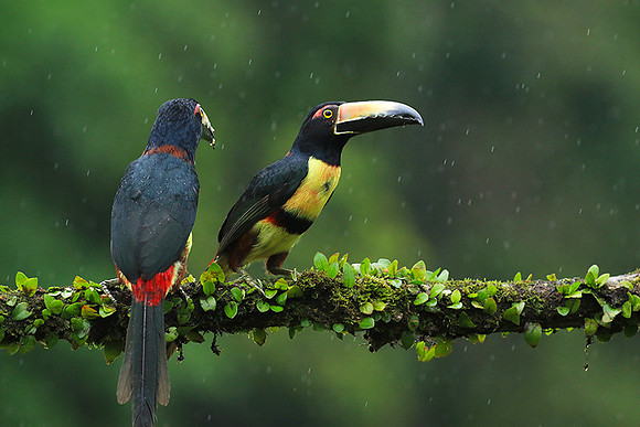 Collared aracari