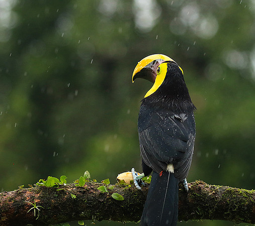 Black-mandibled toucan