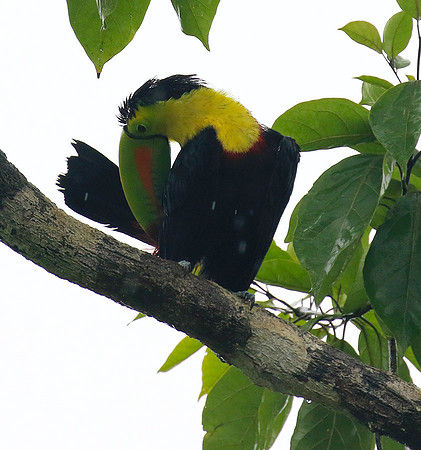 Kell-billed toucan