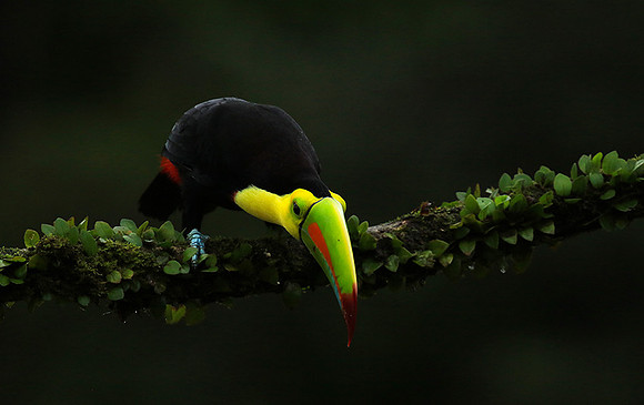 Kell-billed toucan
