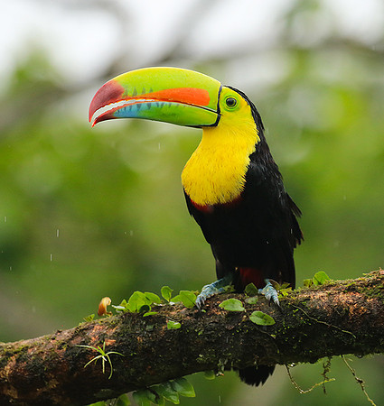 Kell-billed toucan