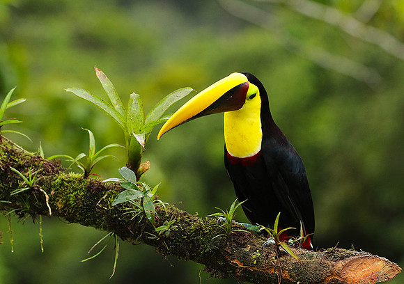 Black mandibled toucan
