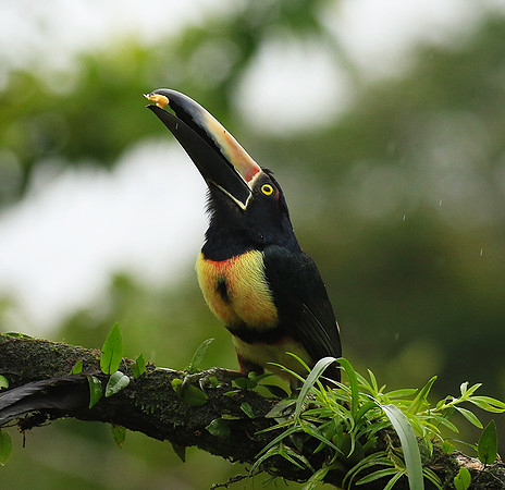 Collared aracari