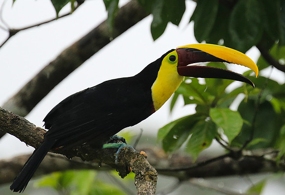 Black-mandibled toucan